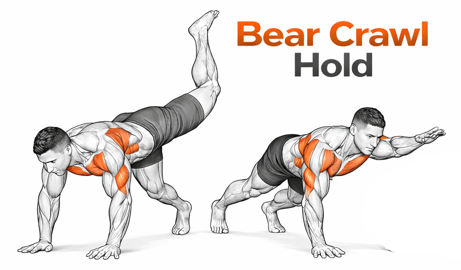 Bear Crawl Hold illustration