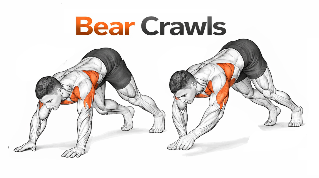 Bear Crawls illustration
