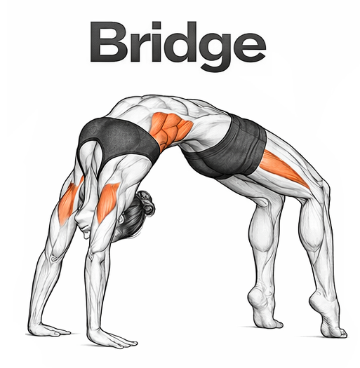 Illustrated guide to the Bridge exercise