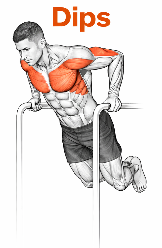 Illustrated guide to the Dips exercise