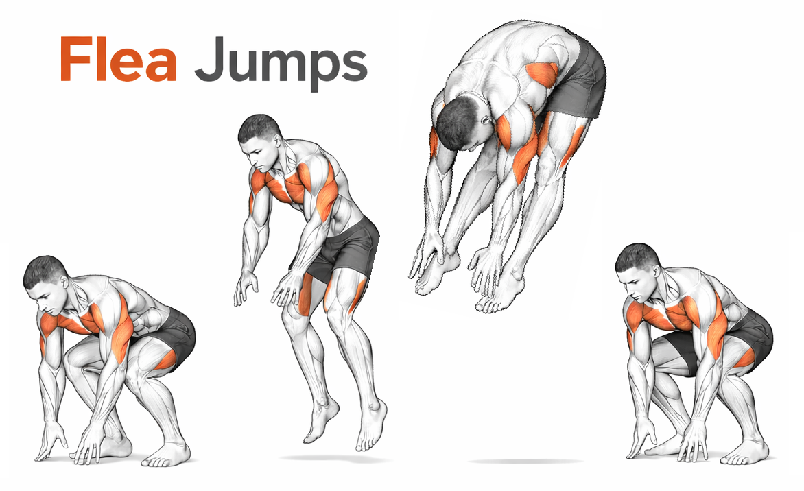 Flea Jumps illustration