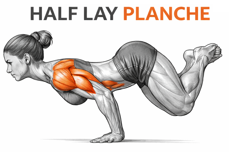 Illustrated guide to the Half Lay Planche exercise