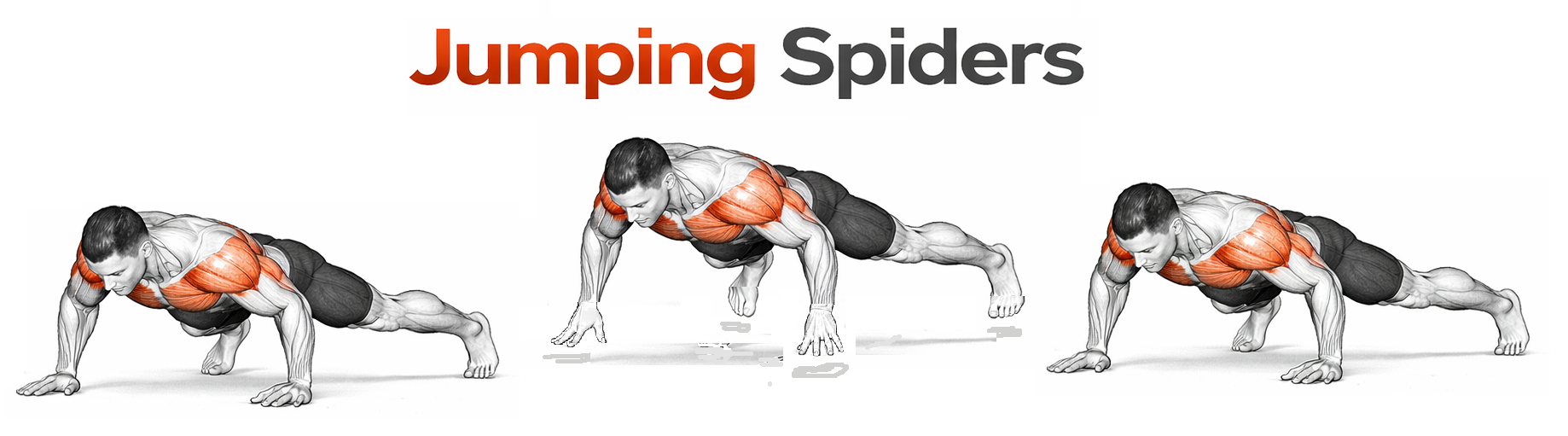 Jumping Spiders illustration