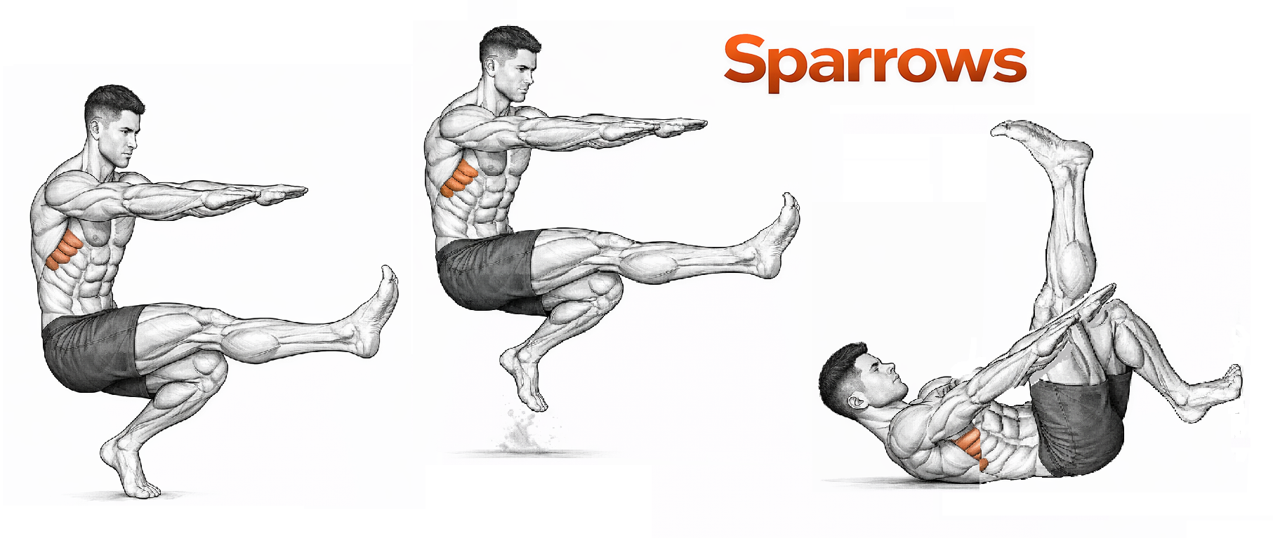 Sparrows illustration