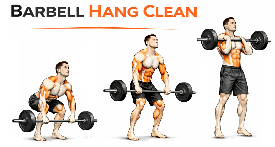 Illustrated guide to the Barbell Hang Clean exercise