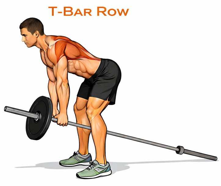Illustrated guide to the Barbell T-Bar Row exercise