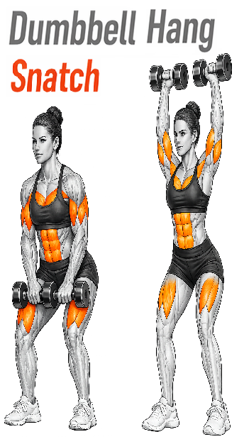 Illustrated guide to the Dumbbell Hang Snatch exercise