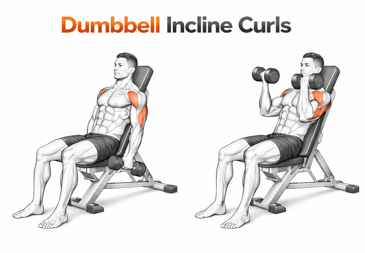Dumbbell Incline Curl illustration