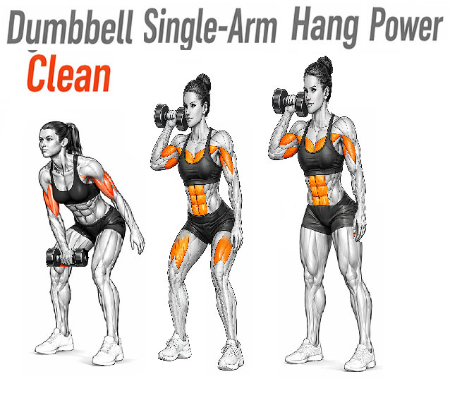 Illustrated guide to the Dumbbell Single Arm Hang Power Clean exercise