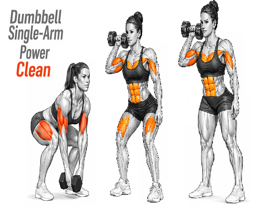 Illustrated guide to the Dumbbell Single Arm Power Clean exercise